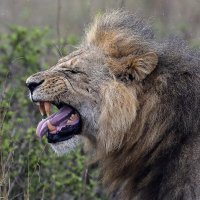 Lav u parku prirode u Nairobiju