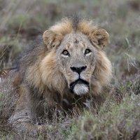 Lav u parku prirode u Nairobiju