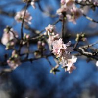 Procvalo stablo bagrema u Šibeniku