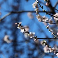 Procvalo stablo bagrema u Šibeniku