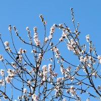 Procvalo stablo bagrema u Šibeniku