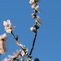 Procvalo stablo bagrema u Šibeniku