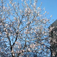 Procvalo stablo bagrema u Šibeniku
