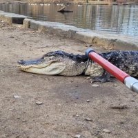 Aligator u New Yorku