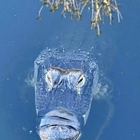 Aligator u New Yorku