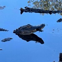 Aligator u New Yorku