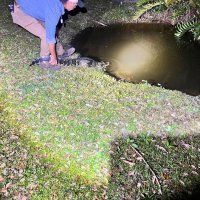 Aligator u New Yorku