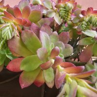 Samsung Galaxy S23 Ultra primjeri fotografija