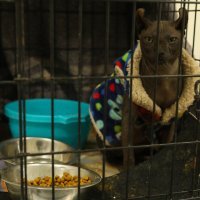 Tetovirana mačka meksičkog kartela