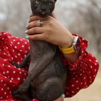 Tetovirana mačka meksičkog kartela