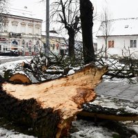 Stabla pala na prometnice u Slavonskom Brodu