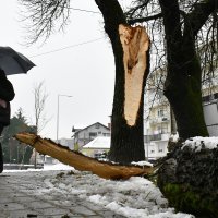Stabla pala na prometnice u Slavonskom Brodu