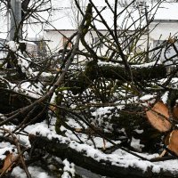 Stabla pala na prometnice u Slavonskom Brodu