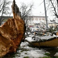 Stabla pala na prometnice u Slavonskom Brodu