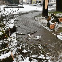 Stabla pala na prometnice u Slavonskom Brodu