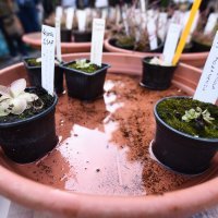 Rasprodaja biljaka u Botaničkom vrtu