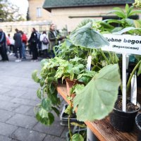 Rasprodaja biljaka u Botaničkom vrtu