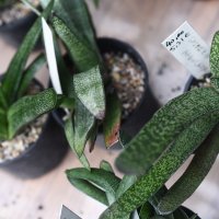 Rasprodaja biljaka u Botaničkom vrtu