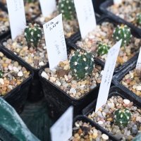 Rasprodaja biljaka u Botaničkom vrtu