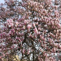 Pripremite mobitele, procvale magnolije na Tomislavcu