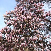 Pripremite mobitele, procvale magnolije na Tomislavcu