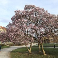 Pripremite mobitele, procvale magnolije na Tomislavcu