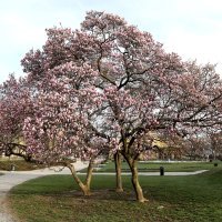 Pripremite mobitele, procvale magnolije na Tomislavcu
