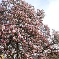 Pripremite mobitele, procvale magnolije na Tomislavcu