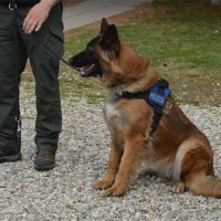 Belgijska ovčarka Loka pronašla drogu sakrivenu u tokarskom stroju