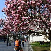 Procvjetala magnolija u Slavonskom Brodu