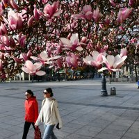 Procvjetala magnolija u Slavonskom Brodu