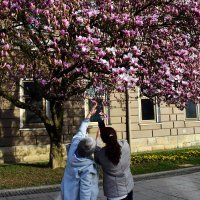 Procvjetala magnolija u Slavonskom Brodu