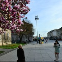 Procvjetala magnolija u Slavonskom Brodu
