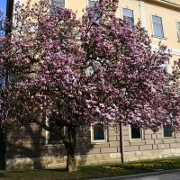 Procvjetala magnolija u Slavonskom Brodu