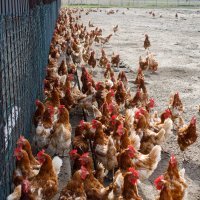 Na farmi u Soljanima trenutno je 4200 koka nesilica