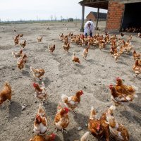 Na farmi u Soljanima trenutno je 4200 koka nesilica