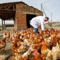Veterinar Ivica Baričević na farmi u Soljanima