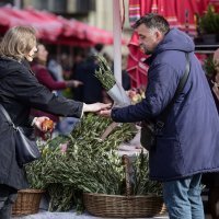Ponuda maslinovih grančica uoči Cvjetnice