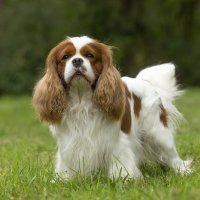 Cavalier King Charles španijel