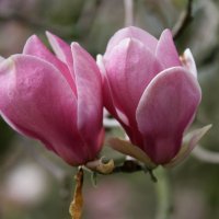 Magnolija