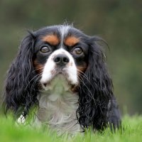 Cavalier King Charles španijel