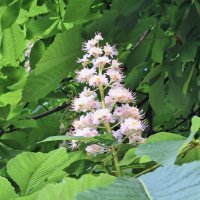 Samsung Galaxy A54 5G primjeri fotografija