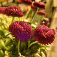 Huawei P60 Pro primjeri fotografija