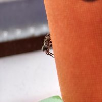 Huawei P60 Pro primjeri fotografija