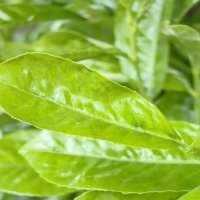 Huawei P60 Pro primjeri fotografija