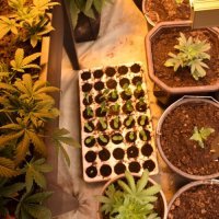 Uzgajao marihuanu na ivanićgradskom području