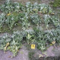 Uzgajao marihuanu na ivanićgradskom području