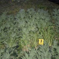 Uzgajao marihuanu na ivanićgradskom području