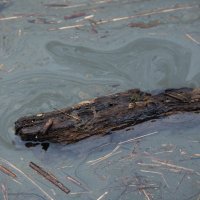 Mazut iz Zrmanje u Posedarju