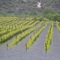 Poplave u vrgoračkom kraju